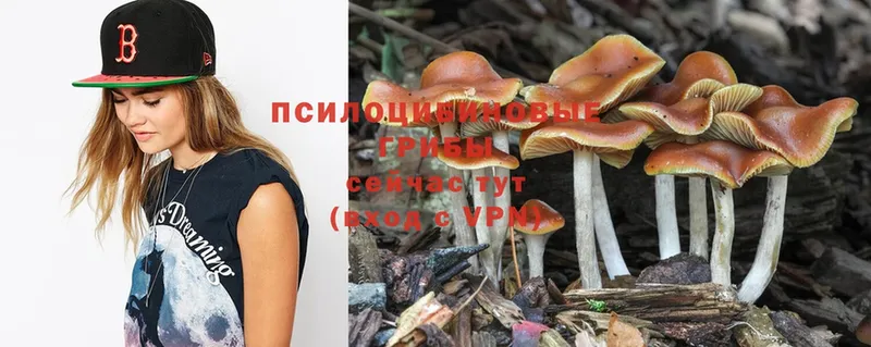 Псилоцибиновые грибы Psilocybe  Лянтор 